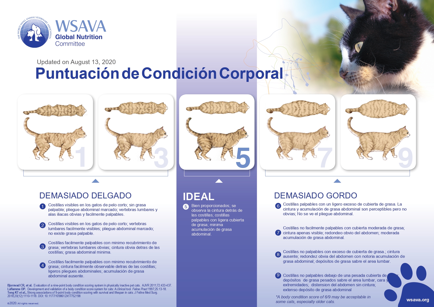 Escala de condición corporal en gatos