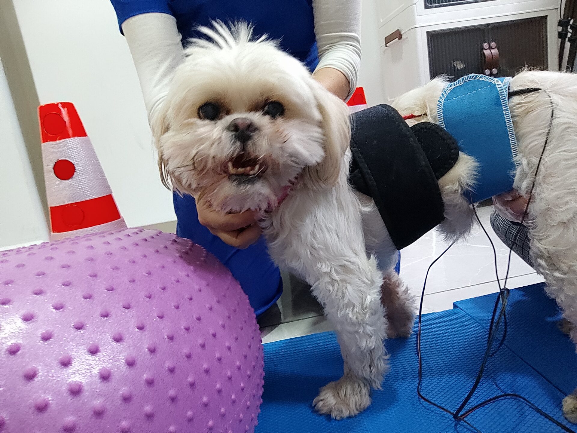 Molly volvió a caminar tras haber perdido la movilidad de ambas piernas por una hernia de disco.